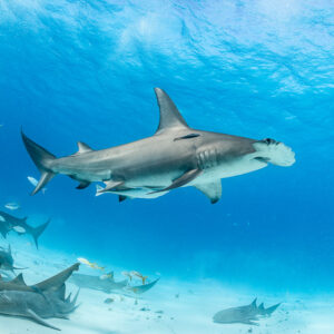 Great hammerhead shark with a second hammerhead and nurse sharks below, Bimini, Bahamas