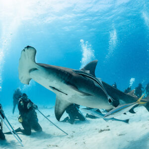 Great hammerhead shark passing kneeling divers holding poles in sunbeams, Bimini, Bahamas