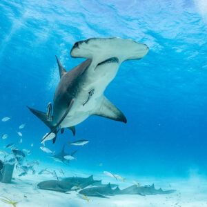 Great hammerhead shark rising vertically above feeder, nurse sharks on sand, Bimini, Bahamas