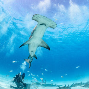 Great hammerhead shark overhead in vertical frame, feeder far below, Bimini, Bahamas