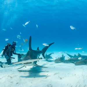 Great hammerhead shark arching down to bait box among nurse sharks, Bimini, Bahamas