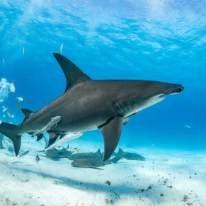 Great hammerhead shark broadside in foreground, feeder and nurse sharks behind, Bimini, Bahamas