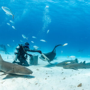 Nurse shark swimming in foreground, feeder and great hammerhead shark behind, Bimini, Bahamas