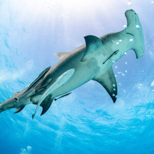 Great hammerhead shark seen from below in sunburst with remoras on its belly, Bimini, Bahamas