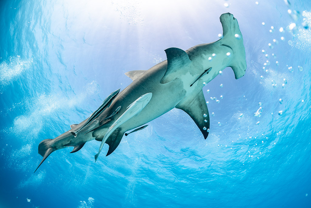 Great hammerhead shark seen from below in sunburst with remoras on its belly, Bimini, Bahamas
