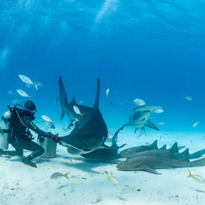 Great hammerhead shark diving into bait box beside feeder, nurse sharks crowding, Bimini, Bahamas