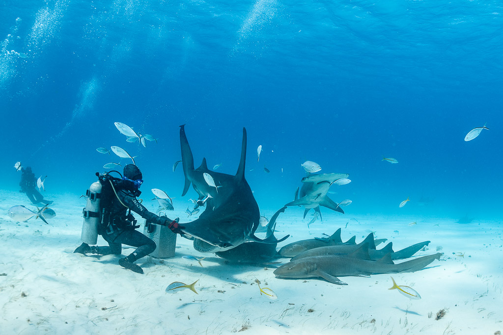 Great hammerhead shark diving into bait box beside feeder, nurse sharks crowding, Bimini, Bahamas