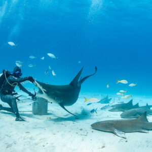 Great hammerhead shark head-down at bait box, feeder kneeling, nurse sharks around, Bimini, Bahamas