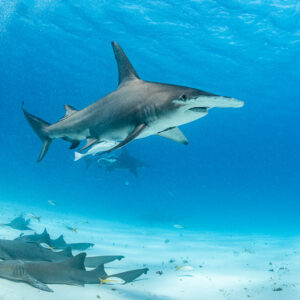 Great hammerhead shark cruising above a group of resting nurse sharks, Bimini, Bahamas