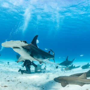 Great hammerhead shark crossing the frame above feeder, nurse shark in foreground, Bimini, Bahamas