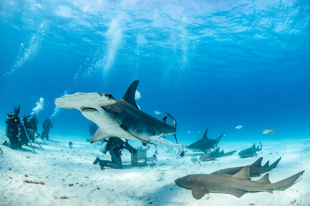 Great hammerhead shark crossing the frame above feeder, nurse shark in foreground, Bimini, Bahamas