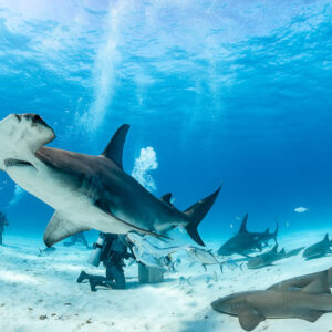 Great hammerhead shark angled toward camera above feeder, closer framing, Bimini, Bahamas