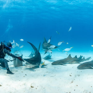 Great hammerhead shark tail-up at bait box, nurse sharks lined on sand, Bimini, Bahamas