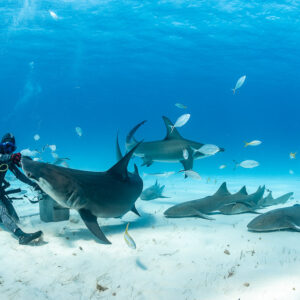 Feeder grabbing great hammerhead shark's head, second hammerhead behind, Bimini, Bahamas
