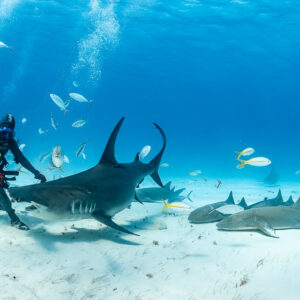 Great hammerhead shark sweeping past feeder over nurse sharks, Bimini, Bahamas