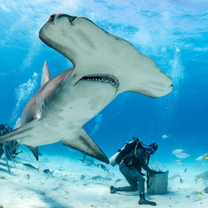 Great hammerhead shark overhead with open mouth between feeder and divers, Bimini, Bahamas