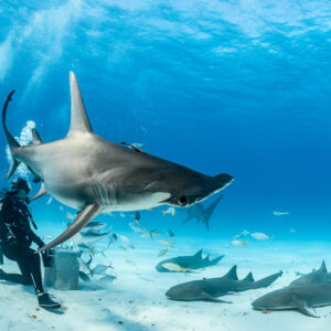 Great hammerhead shark banking over bait box, nurse sharks below, Bimini, Bahamas