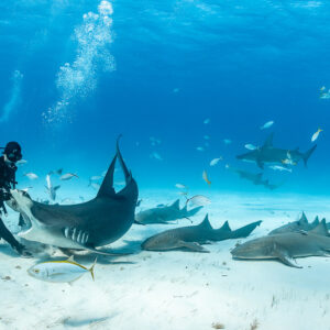 Feeder holding great hammerhead shark at bait box, second hammerhead in distance, Bimini, Bahamas