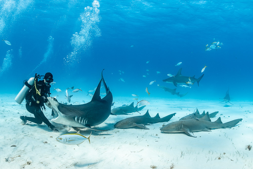 Feeder holding great hammerhead shark at bait box, second hammerhead in distance, Bimini, Bahamas