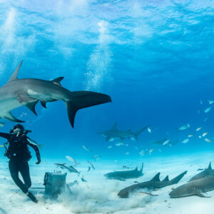 Great hammerhead shark turning above feeder, more hammerheads and nurse sharks behind, Bimini, Bahamas