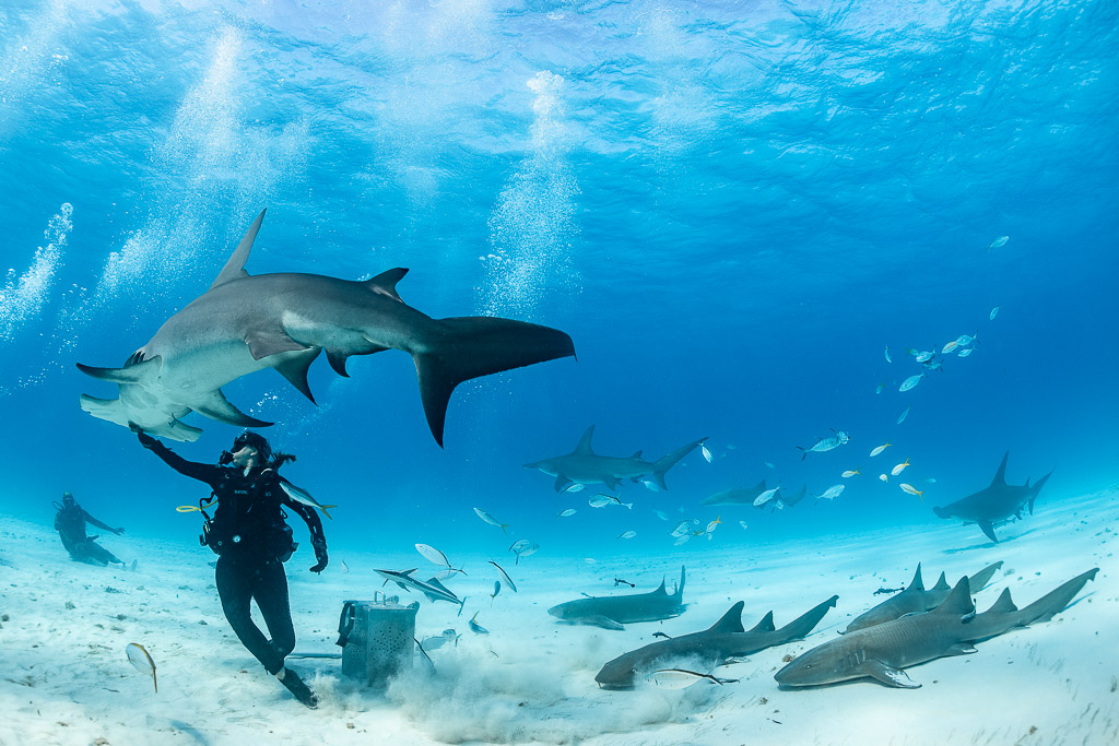 Great hammerhead shark turning above feeder, more hammerheads and nurse sharks behind, Bimini, Bahamas