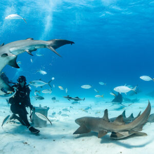Great hammerhead shark curving over feeder, nurse shark in foreground, Bimini, Bahamas