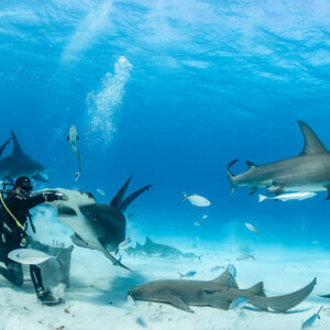 Two great hammerhead sharks, one at feeder's hand, another passing right, Bimini, Bahamas