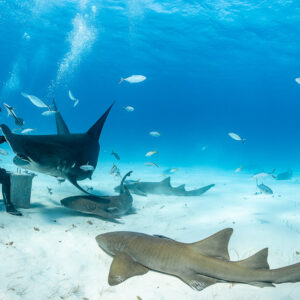 Grand requin-marteau à la caisse d’appât, requin-nourrice nageant au premier plan, Bimini, Bahamas