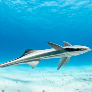 Sharksucker swimming alone over white sand in clear blue water, Bimini, Bahamas