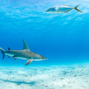 Great hammerhead shark small in frame with a jack swimming overhead, Bimini, Bahamas