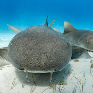 Deux requins-nourrices posés sur le sable, vue de face, Bimini, Bahamas