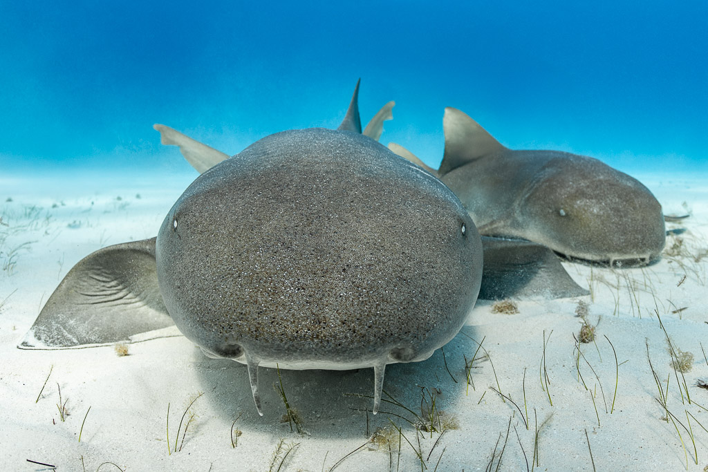 Two nurse sharks resting on sand, head-on face view, Bimini, Bahamas
