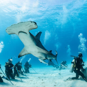 Great hammerhead shark overhead in belly view, divers lined on sand, Bimini, Bahamas