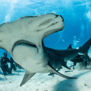 Wide-angle close-up of great hammerhead shark head and mouth, divers behind, Bimini, Bahamas