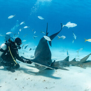 Great hammerhead shark diving to feeder's hand among nurse sharks, Bimini, Bahamas