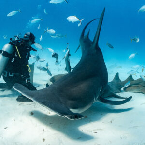 Great hammerhead shark nose-down at feeder's bait, tail raised high, Bimini, Bahamas