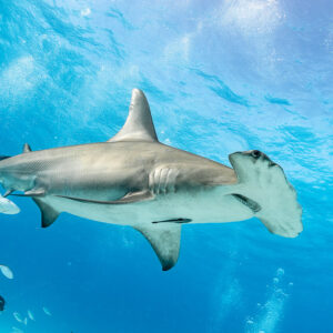 Great hammerhead shark broadside close to camera under sunlit surface, Bimini, Bahamas