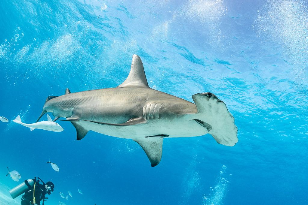 Great hammerhead shark broadside close to camera under sunlit surface, Bimini, Bahamas