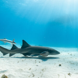 Nurse shark swimming over sand with a sharksucker above its back, Bimini, Bahamas