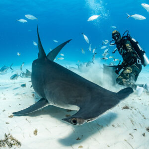 Great hammerhead shark lunging into the sand near feeder, eye close to lens, Bimini, Bahamas