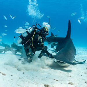 Great hammerhead shark sweeping beneath feeder in a cloud of sand, Bimini, Bahamas