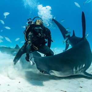 Great hammerhead shark curving tightly under feeder, close wide-angle view, Bimini, Bahamas
