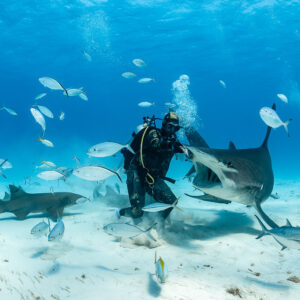 Feeder with great hammerhead shark and nurse shark at bait box among jacks, Bimini, Bahamas