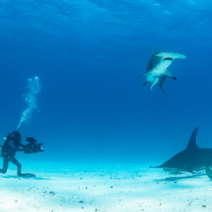 Videographer filming great hammerhead sharks in open blue water, Bimini, Bahamas