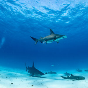 Videographer with great hammerhead sharks and nurse sharks in deep blue, wide view, Bimini, Bahamas