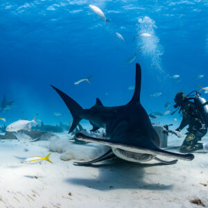 Great hammerhead shark head-on low over sand, feeder at right, Bimini, Bahamas