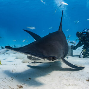 Grand requin-marteau approchant au ras du fond, tête déployée, plongeur derrière, Bimini, Bahamas