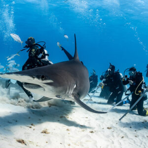 Great hammerhead shark passing in front of a line of kneeling divers, Bimini, Bahamas