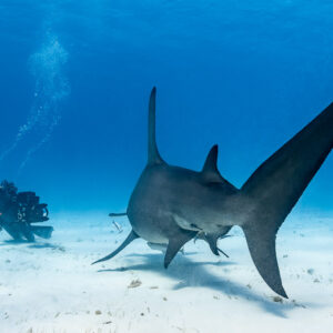 Great hammerhead shark from behind showing tall dorsal fin and tail, cameraman beyond, Bimini, Bahamas