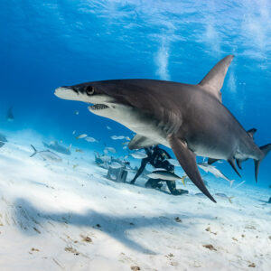 Great hammerhead shark three-quarter view above sand, divers behind, Bimini, Bahamas